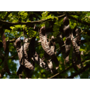 (EN) Carob Tree	(SP) Algarrobo	(CR) Rogač	(SE) Johannesbröd Träd