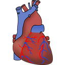 (EN) Heart	(SP) Corazón	(CR) Srce	(SE) Hjärta