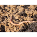 (EN) Earthworms	(SP) Lombrices De Tierra	(CR) Crvi	(SE) Daggmaskar