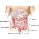 (EN) Intestine	(SP) Intestino	(CR) Crijevo	(SE) Inälvor