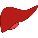 (EN) Liver	(SP) Hígado	(CR) Jetra	(SE) Lever